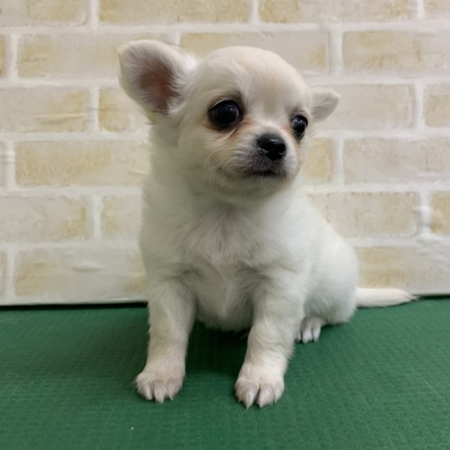 写真 2020-01-30 19 51 42