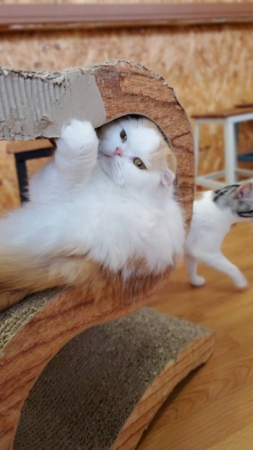 写真 2020-01-18 13 37 21