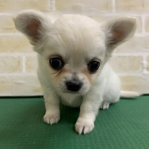 写真 2020-01-30 19 41 11