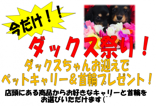 ダックスまつり