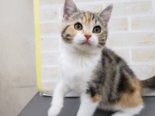 写真 2020-01-27 18 02 14