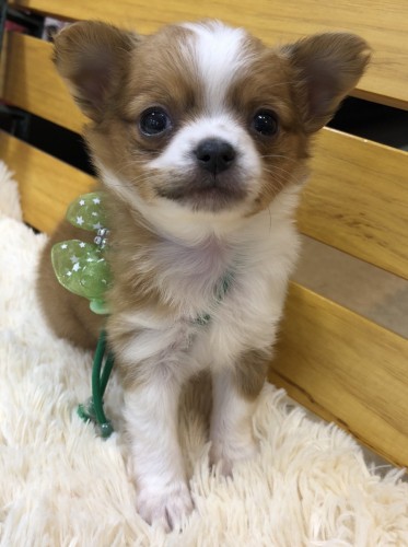 写真 2020-02-19 18 26 48