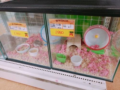 写真 2020-02-16 11 00 10