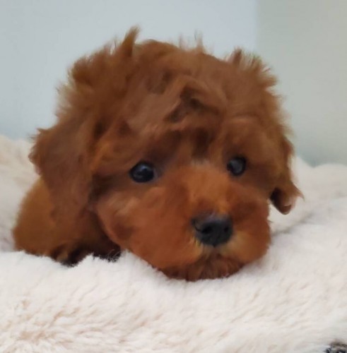 5c1833a48795e85ea02f51e91807b455