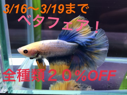 写真 2020-03-16 13 15 25