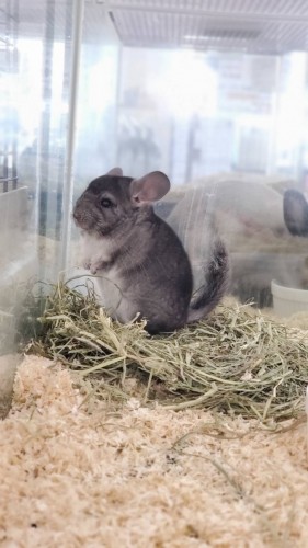 写真 2020-03-08 18 14 19