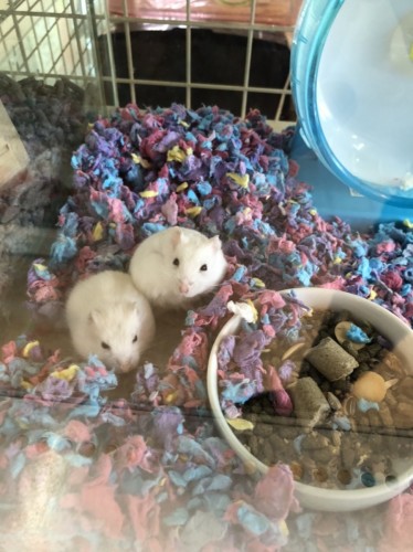 写真 2020-03-17 13 06 44