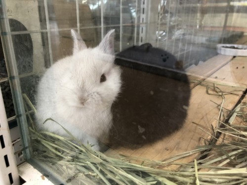 写真 2020-03-26 15 52 41