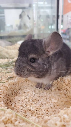 写真 2020-03-08 18 14 26