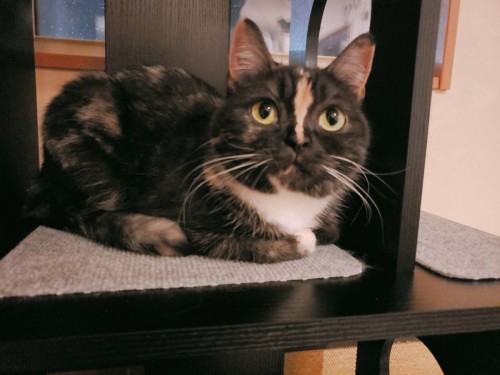 写真 2020-03-03 15 21 11