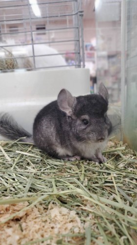 写真 2020-03-08 18 14 24