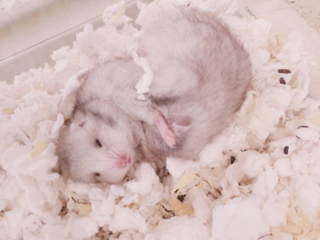 写真 2020-03-15 11 53 34