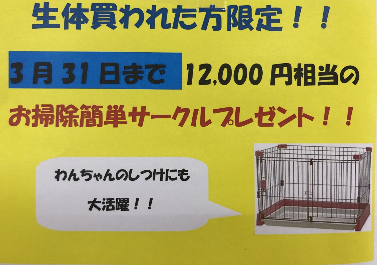 写真 2020-03-28 13 45 41