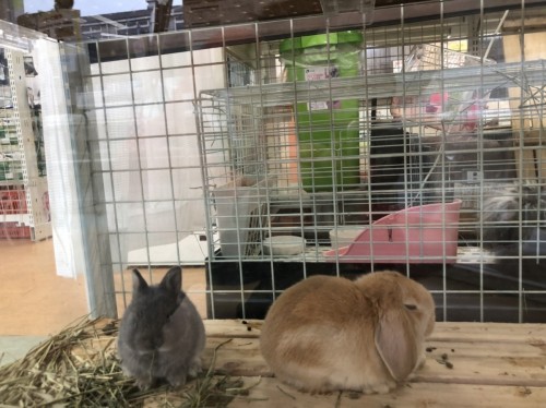 写真 2020-03-26 15 52 43