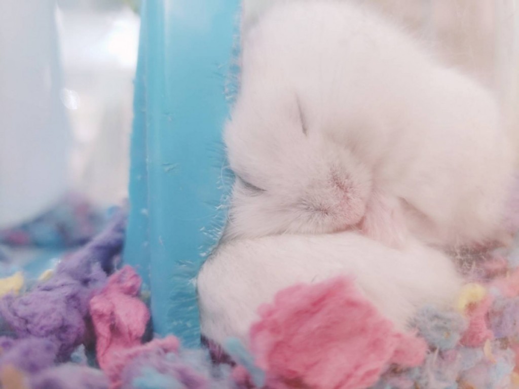 写真 2020-03-31 10 38 22