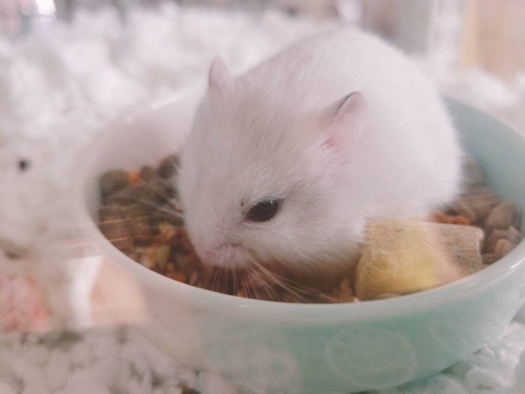 写真 2020-03-31 10 38 26