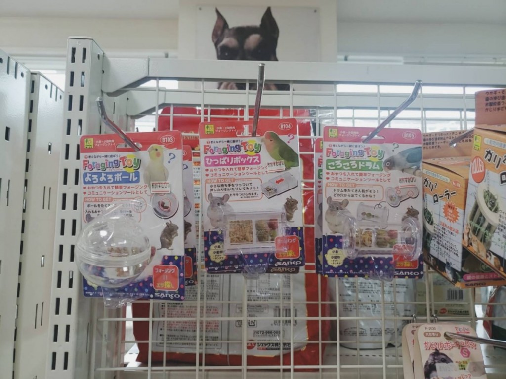 写真 2020-03-30 11 03 13