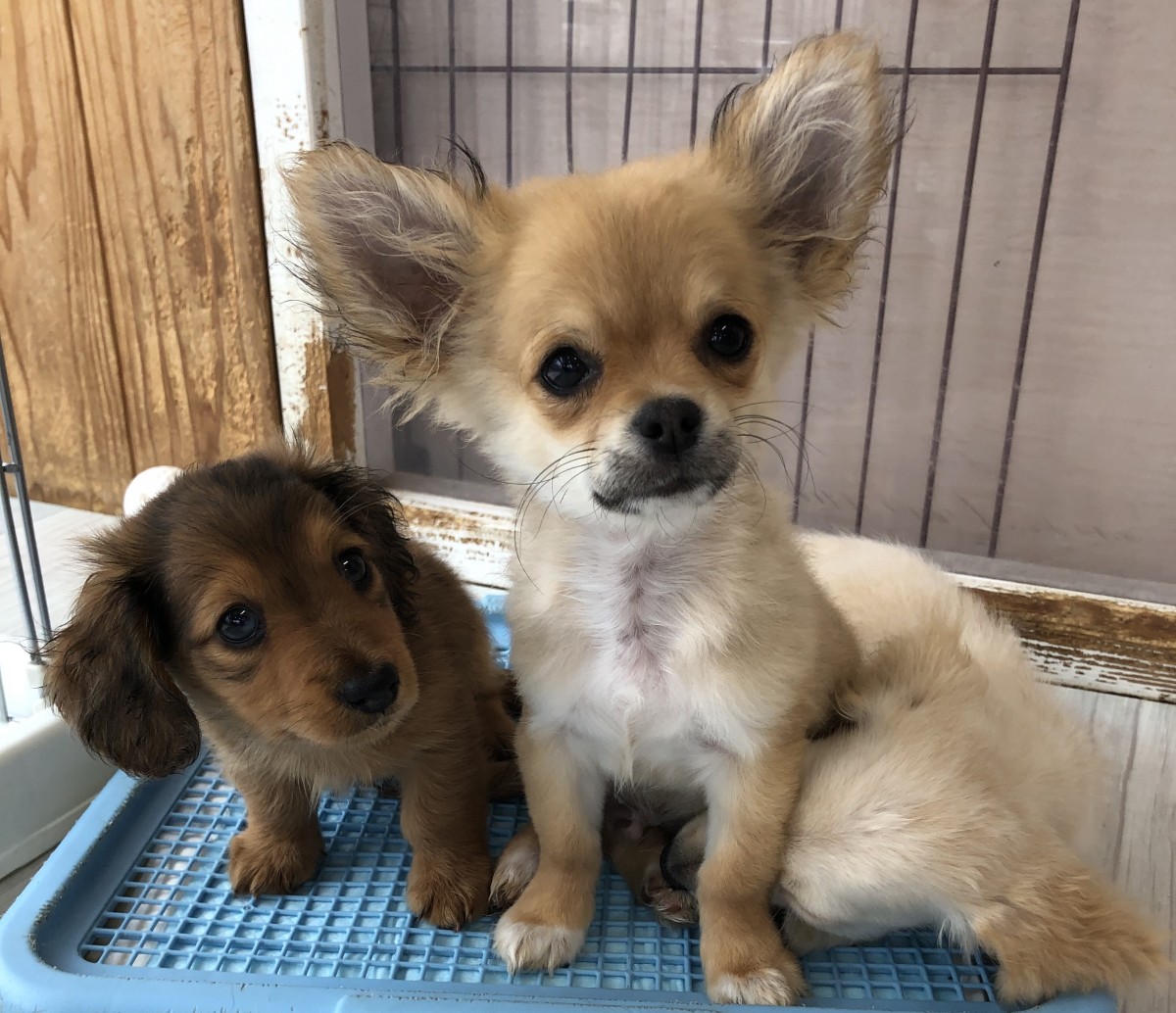 写真 2020-03-27 11 51 36