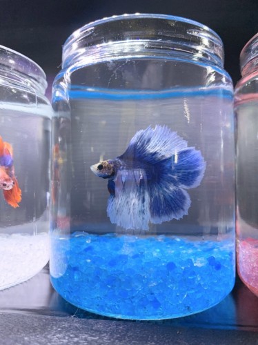 写真 2020-04-24 18 28 40