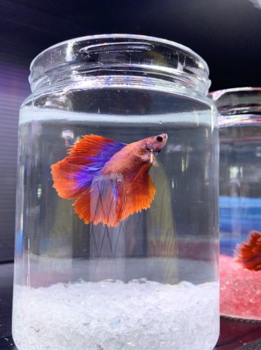 写真 2020-04-24 18 28 42