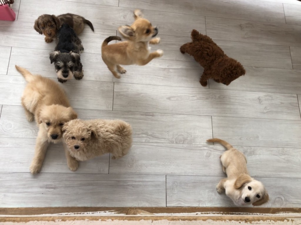 写真 2020-04-10 15 46 33