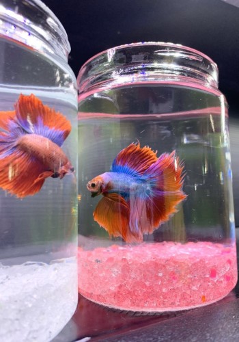 写真 2020-04-24 18 28 46