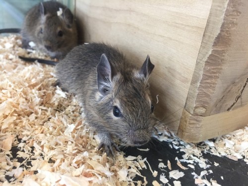 写真 2020-05-08 14 26 33