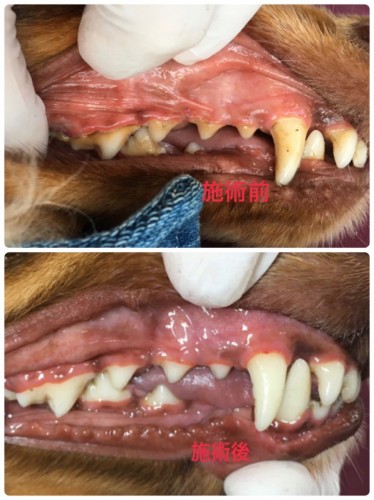 写真 2020-06-14 16 11 04