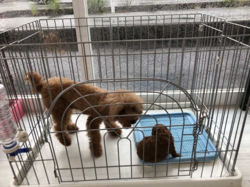 写真 2020-06-27 10 36 09