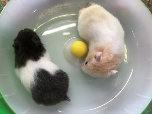 写真 2020-07-29 13 40 18