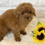 写真 2020-07-19 14 52 52