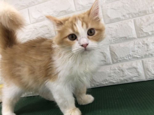 写真 2020-09-22 16 37 14