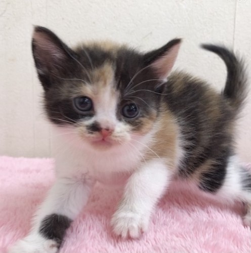 FE2781DE-ED2E-4C60-B07F-ADF5DD81D0E3