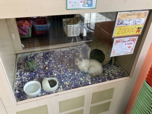 写真 2021-03-17 13 42 38