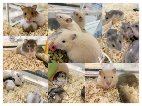 写真 2021-05-20 17 04 02