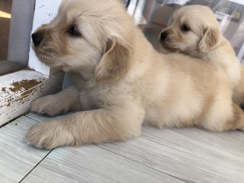 3222D684-43A0-472A-8DBA-6BA932B042CC