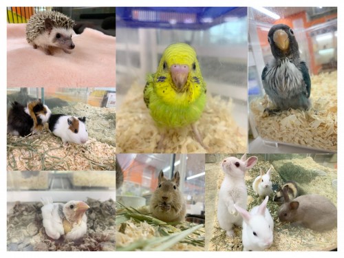 写真 2021-05-20 17 07 15