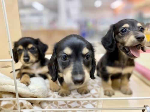 写真 2021-06-19 15 21 34 (1)