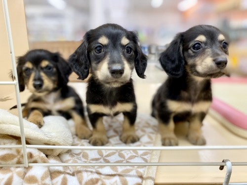 写真 2021-06-19 15 21 34