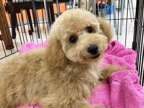 C01ED027-F062-4A9E-87E0-6F059119D491