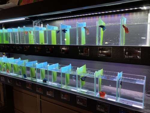 写真 2021-09-11 16 44 54