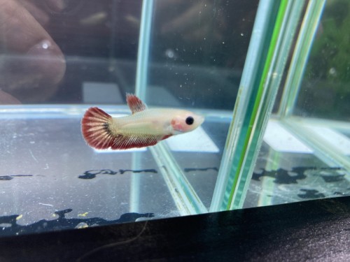 写真 2021-09-11 16 46 07