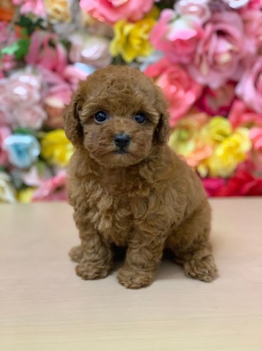 写真 2021-09-09 10 16 11 (3)