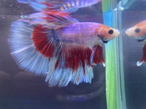 写真 2021-09-11 16 45 13