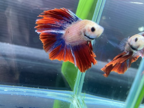 写真 2021-09-11 16 45 28