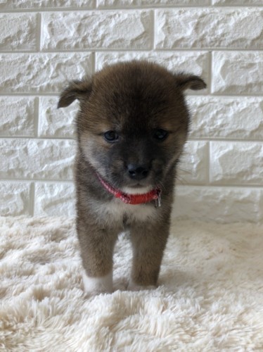 写真 2021-09-12 15 47 27 (2)