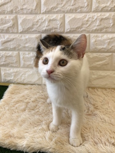 写真 2021-10-03 14 59 28