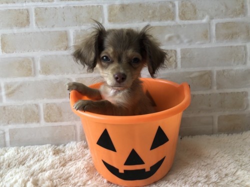 写真 2021-10-10 14 18 58