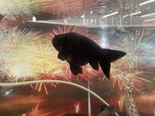 写真 2021-11-07 14 14 36