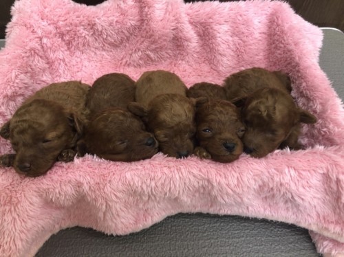 写真 2021-11-30 12 15 59